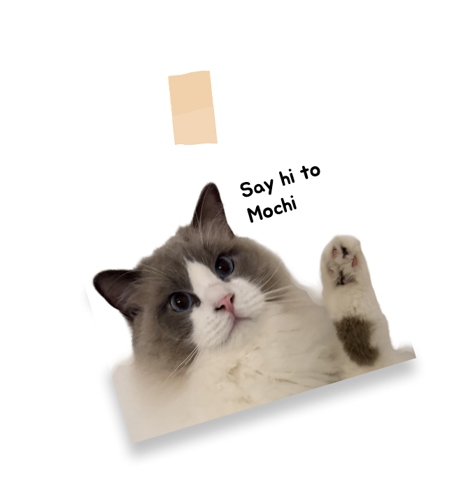 Mochi, my cat